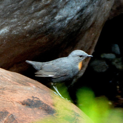 Rufous-Throated Dipper